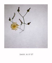 路边的野花