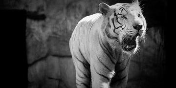 tiger