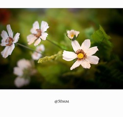 20110215-_DSC0262