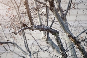 _DSC0549