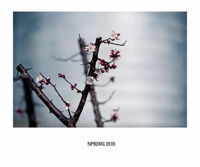 梅花
