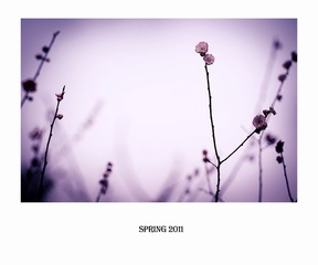 梅花