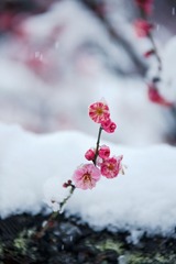 _L3A9520