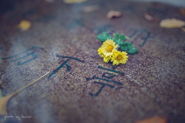 花朵与碑刻
