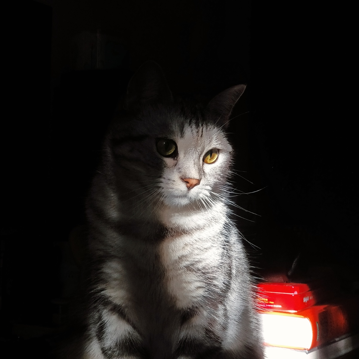 午后的光影和猫咪