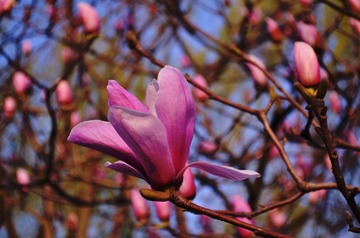 DSC_0163-1