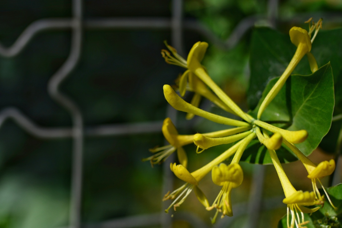 长在叶子上的忍冬