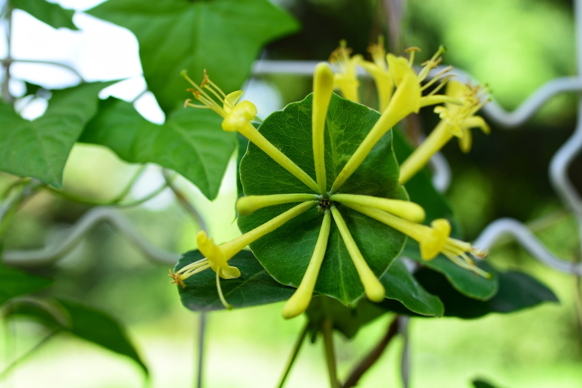 长在叶子上的忍冬