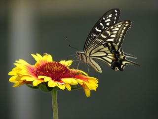 IMG_0601_副本.jpg