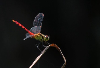IMG_2218_副本.jpg