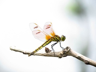 a17102259_s[1].jpg