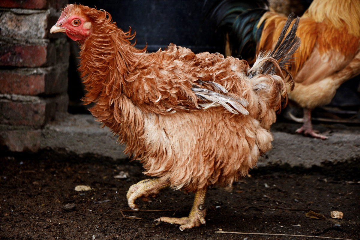 我也不知道这是品种的鸡反正从它出生到现在都是长这样子,还挺凶的