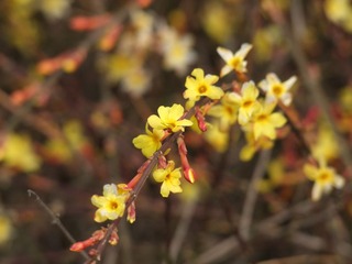 DSCF1181-1.jpg