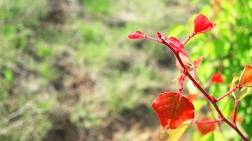 IMG_6488副本.jpg