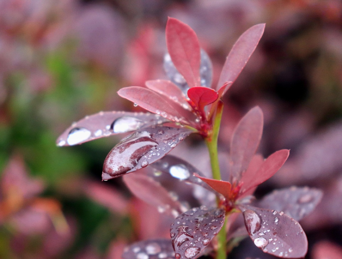 清晨随手拍雨后