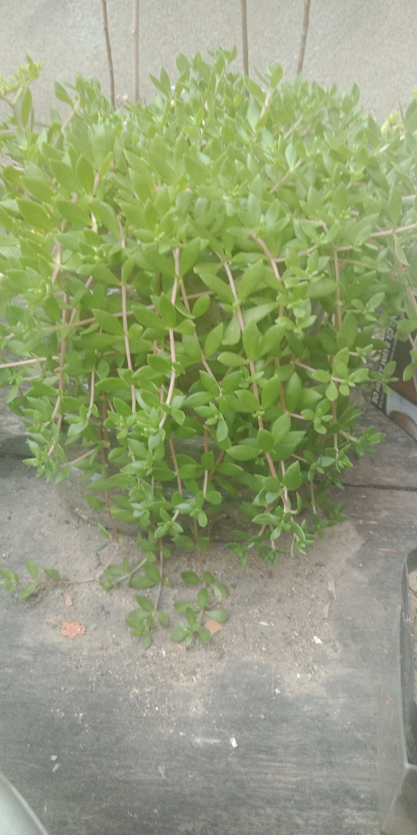 家里种的垂盆草( . )