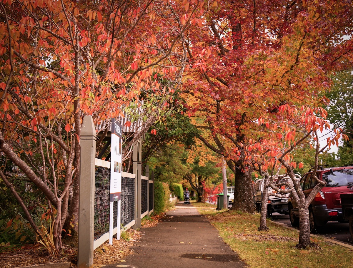 枫叶季 澳大利亚蓝山