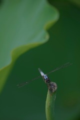 477989D3-A70C-4527-8647-490269D5D817/L0/001