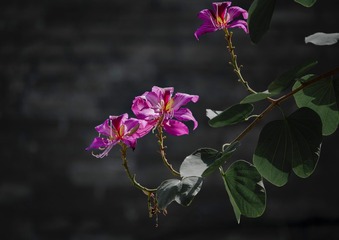 001E3C8A-B0AE-4BC8-8ACA-85A66187D0E0/L0/001