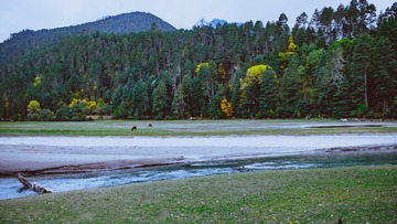 西藏波密 草湖1