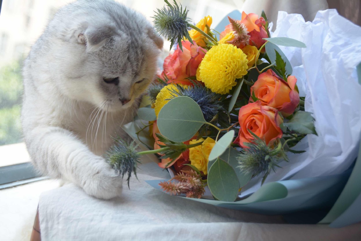 猫与花