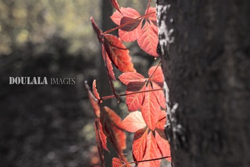 “_MG_0806”为智能对象-1