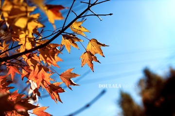 “_MG_0814”为智能对象-1