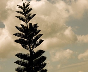 tall tree