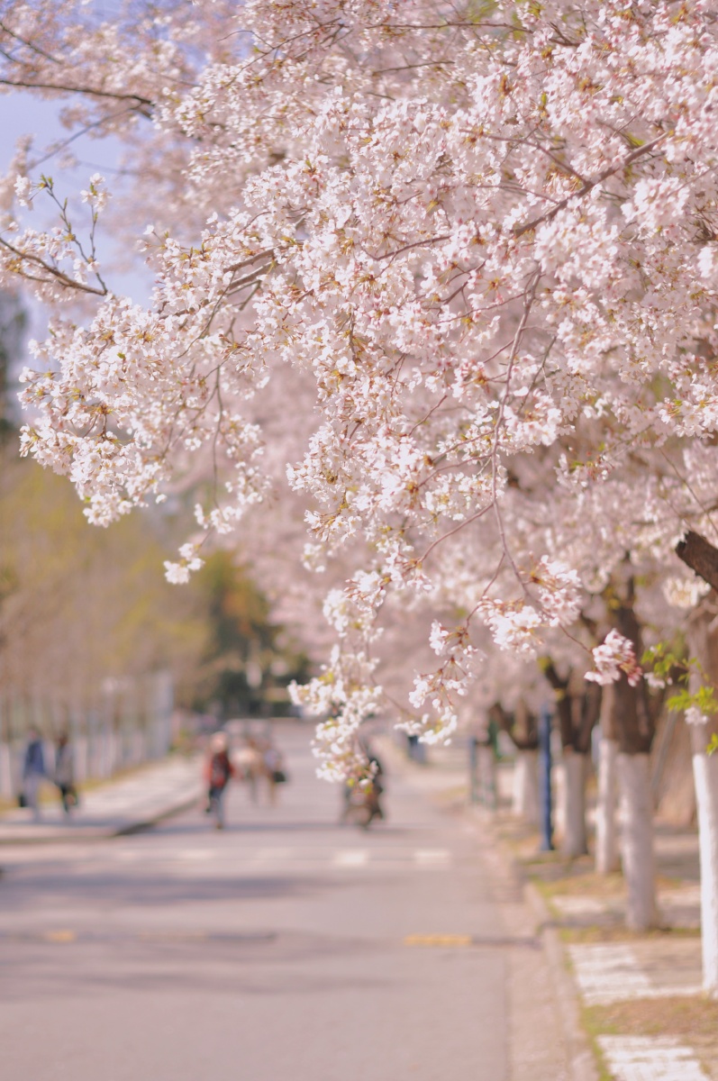 校园樱花