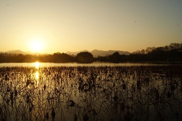 夕照残荷