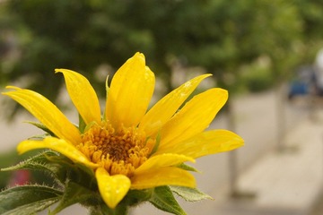 花开方寸间
