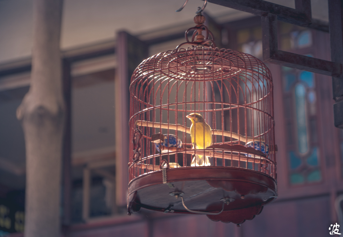 囚鸟鸟渴望自由,可惜笼子囚禁着它,只能朝太阳的那边遥望,期待着有天