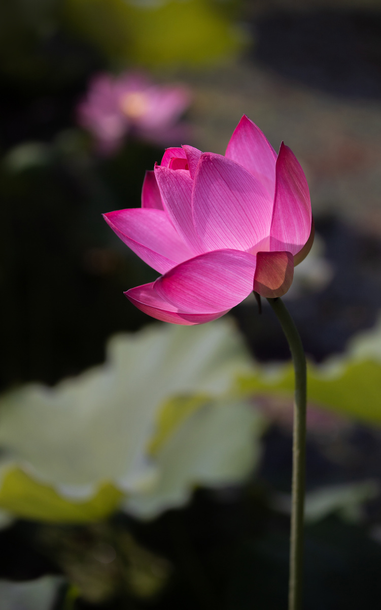 亭亭玉立西湖红莲