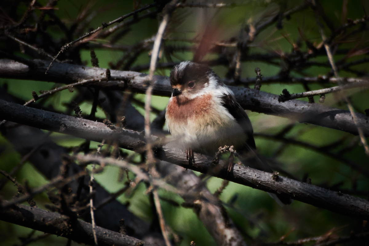 20190426银喉长尾山雀幼鸟
