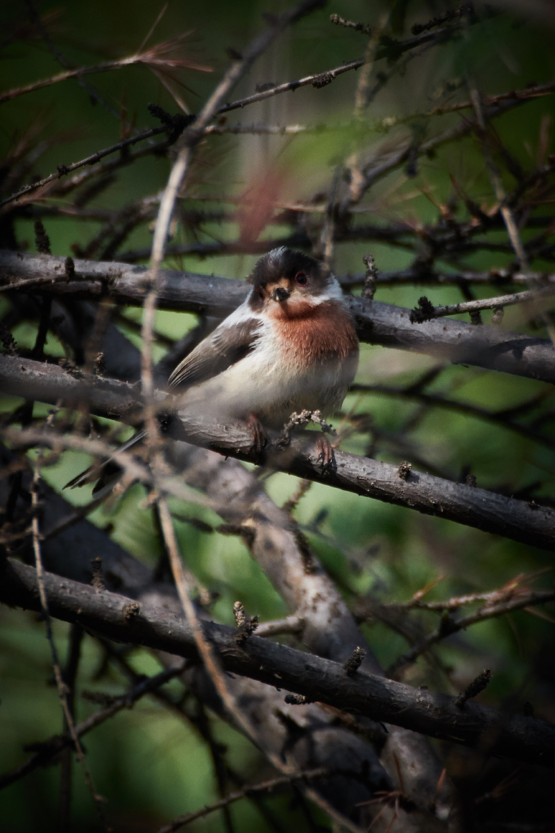 20190426银喉长尾山雀幼鸟