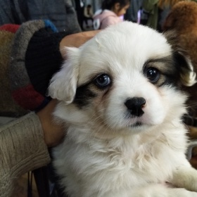 安哥拉树皮674标为宠物表情包的图博 - 安哥拉树皮674 - 图虫摄影网