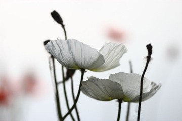 IMG_6852.JPG