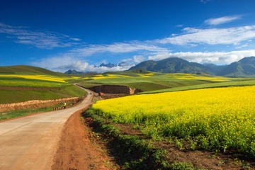 那年，卓尔山油菜花正黄