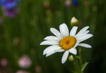 _G108742
