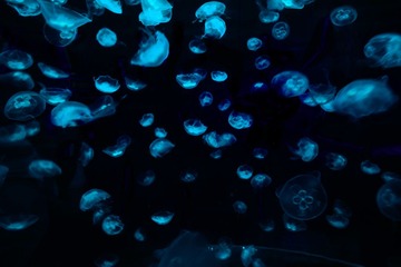 DSC_0122 cy 