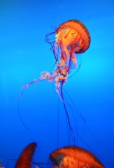 DSC_0137 cy