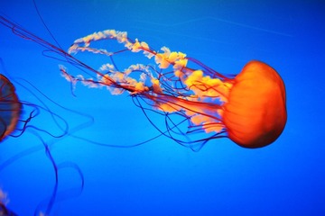 DSC_0141 cy