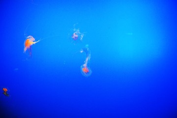 DSC_0095 cy