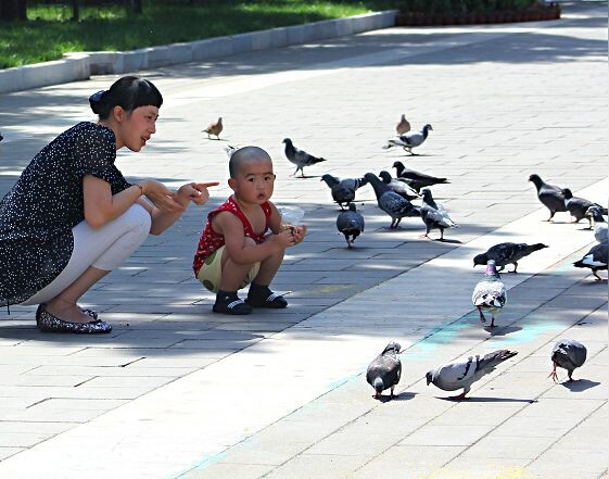 这是鸽子<br />
北京地坛公园拍摄