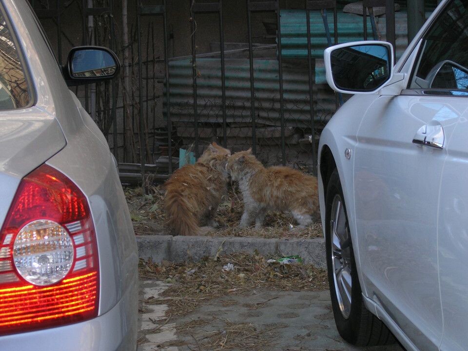 夫妻猫<br />
在我家后院玩耍&lt;br /&gt;<br />
