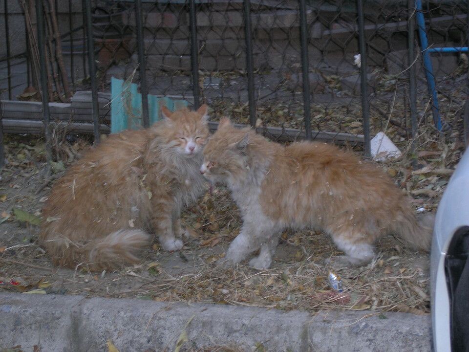 夫妻猫<br />
在我家后院玩耍