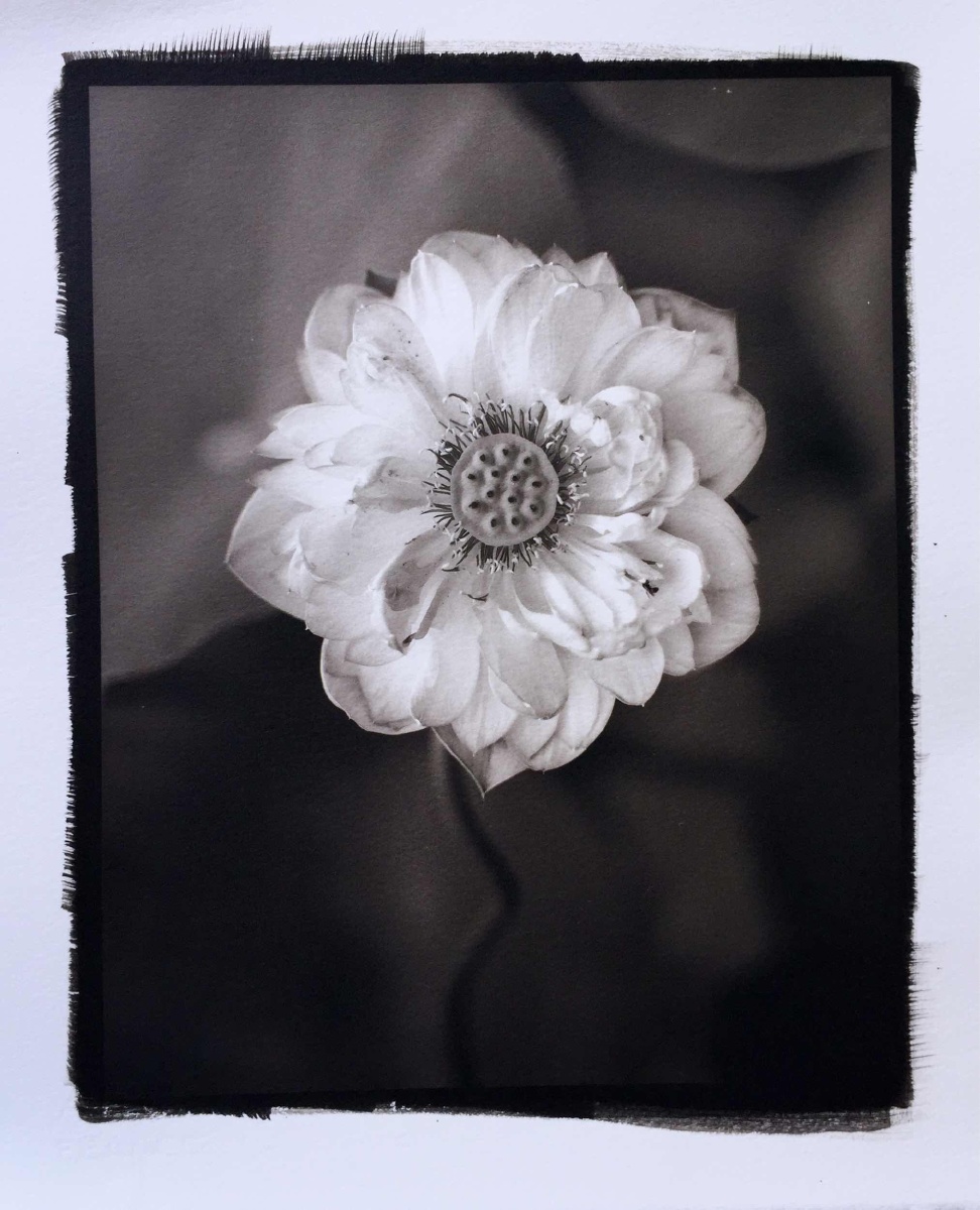 铂金印相——《荷花》