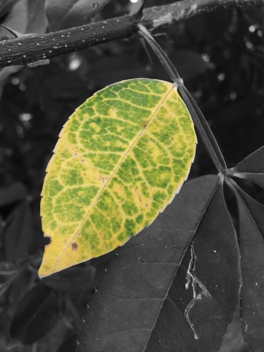 院子里的树叶开始慢慢变黄了