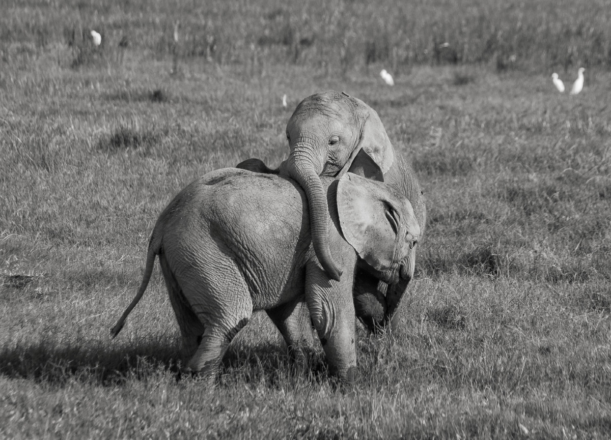 小象的戏谑 - 仗贱天涯joey - 图虫网 - 优质摄影师交流社区
