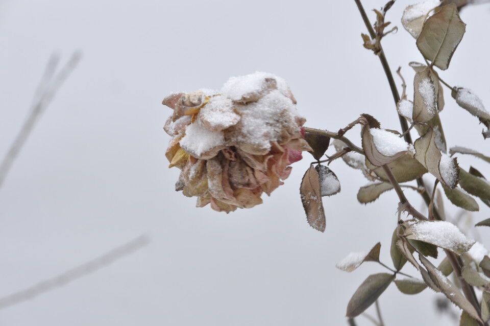 雪<br />
